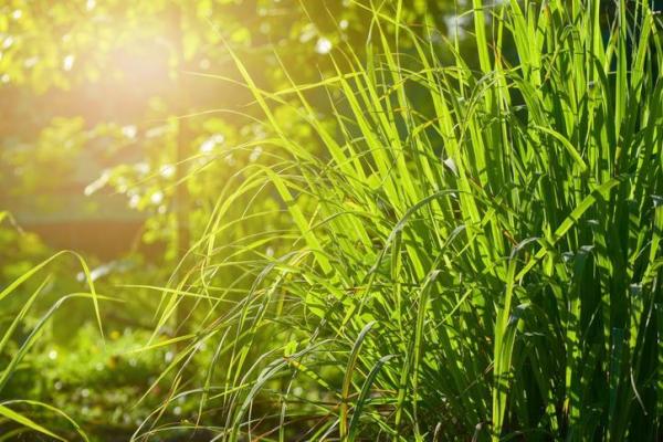 Winter Outdoor Plants for Pots - Lemongrass