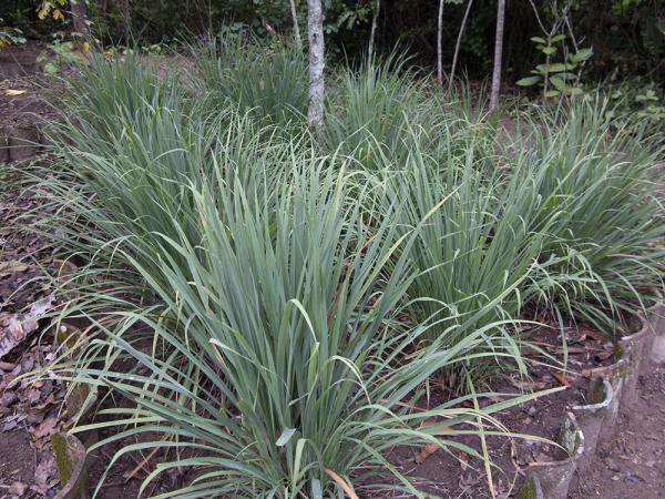 Plants That Smell Like Lemon - Lemongrass (Cymbopogon citratus)