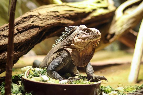 Different Types of Iguana - Lesser Antillean iguana