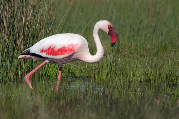 Types of Flamingos - Different Flamingo Species - Lesser flamingo (Phoenicopterus minor)