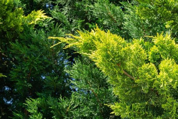 Winter Outdoor Plants for Pots - Leyland Cypress