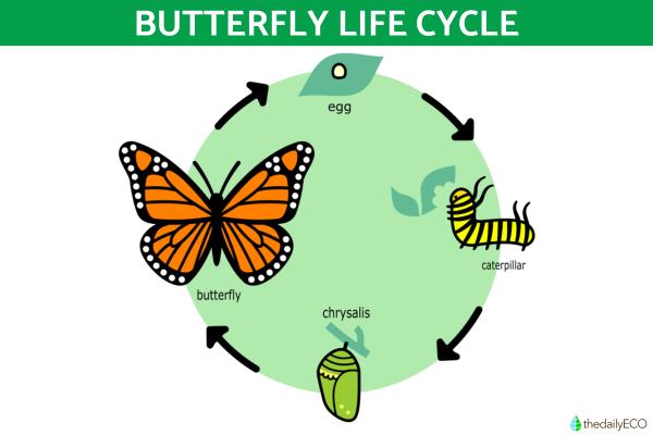 What Is a Lepidopteran? - Life cycle of lepidopterans