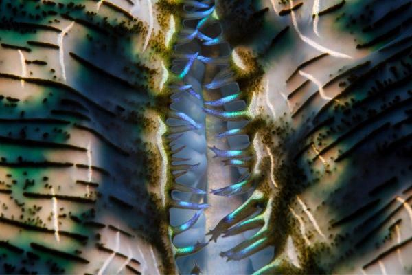 What Are Zooxanthellae? - Definition, Life Cycle and Function - Life cycle of zooxanthellae