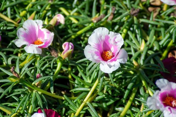 Portulaca Plant Care and Propagation - Light and location