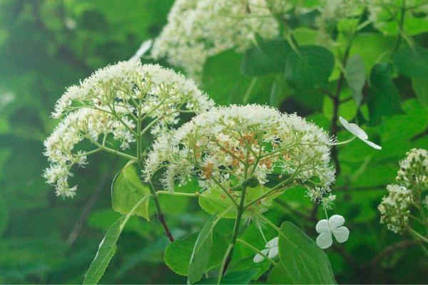 Climbing Hydrangeas Care Guide - Light and location for climbing hydrangeas