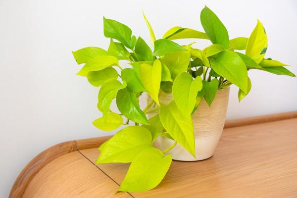 Reviving Yellowing Pothos Leaves - Light-related issues