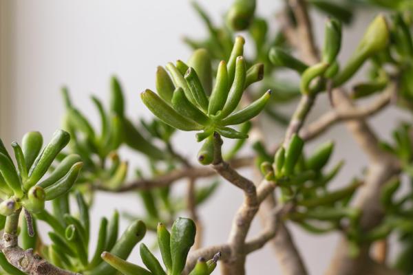 Shrek Ears Plant - Caring for Crassula Ovata ‘Gollum’ - Light, temperature and location