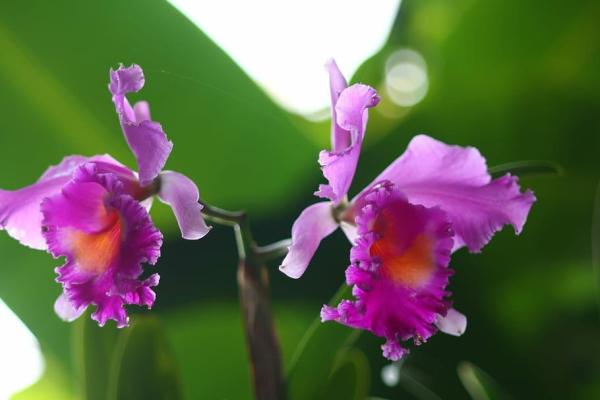 Cattleya Orchid Care for Indoors and Outdoors - Light, temperature and location for cattleya orchids