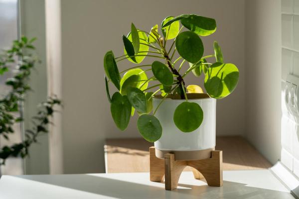 Chinese Money Plant Care and Propagation - Light, temperature and location for Chinese money plants