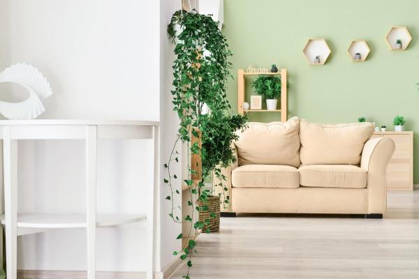 Caring for Indoor Ivy Plants - Potted Ivy Care - Light, temperature and location for indoor ivy