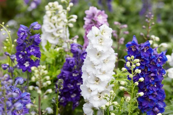 Perennial Larkspur Flower Care - Delphinium Care Guide - Light, temperature and location for perennial larkspur