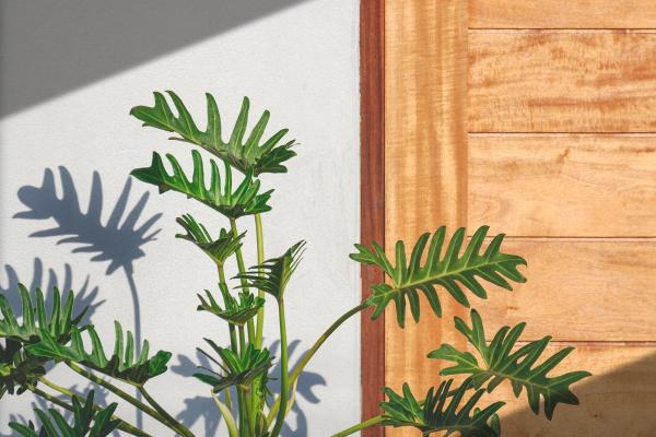 Xanadu Plant Care and Propagation - Light, temperature and location for xanadu plants