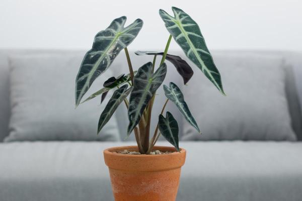 African Mask Plant (Alocasia x Amazonica) Care Guide - Light, temperature and location of African mask plants