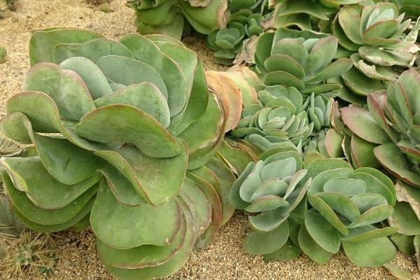 Kalanchoe Farinacea - Care and Propagation - Light, temperature and location of Kalanchoe farinacea