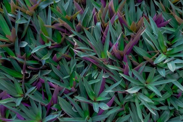 Oyster Plants Care - Tradescantia spathacea - Light, temperature and location of oyster plants