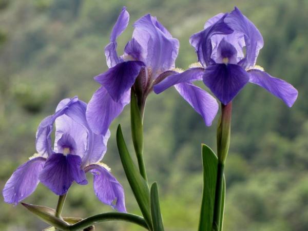 Purple Flowering Plants for Your Home or Garden - Lily