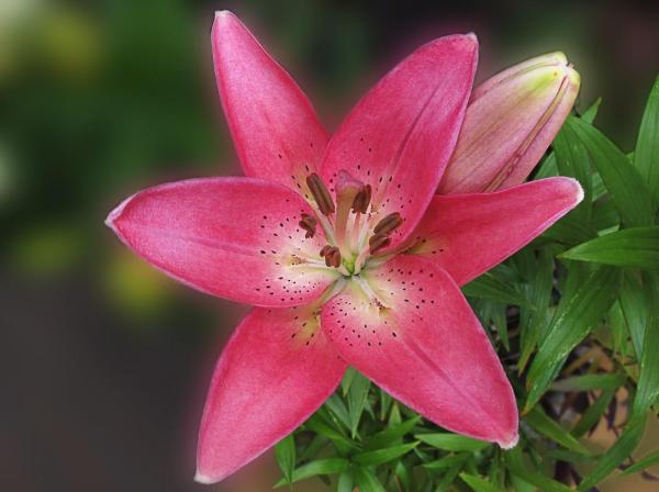 Top 10 Plants with Big Flowers - Lily