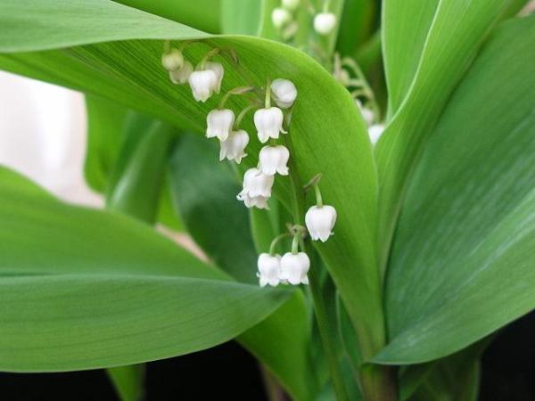 Types of Spring Flower Bulbs - Lily of the valley (Convallaria majalis)