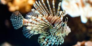 Lionfish as Invasive Species