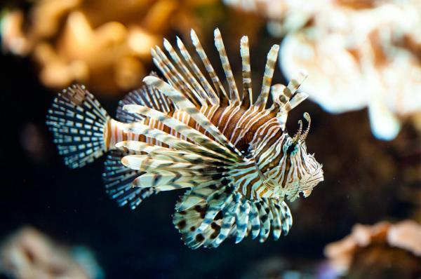 Lionfish as Invasive Species