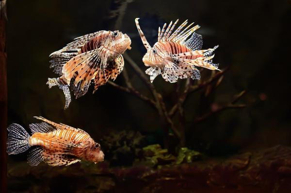 Lionfish as Invasive Species - Lionfish diet