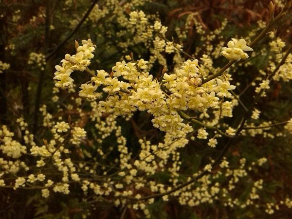 Plants That Smell Like Lemon - litsea cubeba (Litsea cubeba)