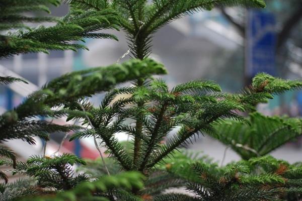 Large and Hardy Indoor Plants - Living Christmas tree (Araucaria heterophylla)