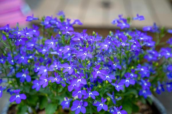 Hanging Plants for Outdoor Spaces - Lobelia (Lobelia spp.)