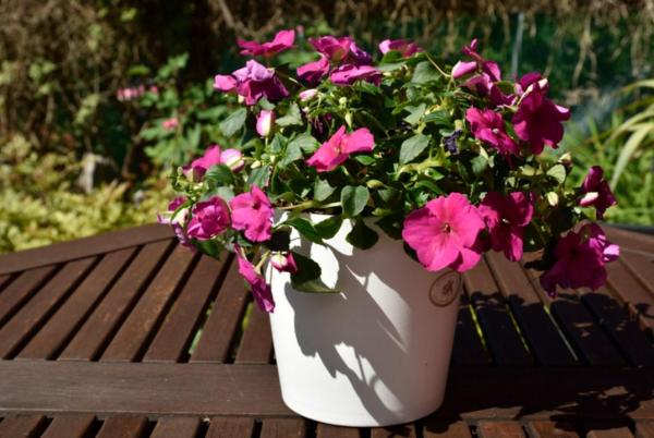 Balsam Flower Plant Care Guide - Location and light