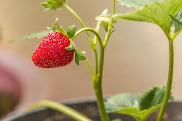 How to Plant and Grow Potted Strawberries? - Location and light for potted strawberries