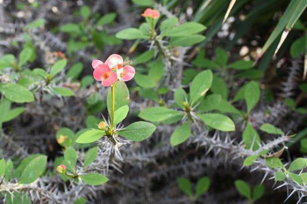 Crown of Thorns Plant - How to Care for a Crown of Thorns - Location and light for the crown of thorns