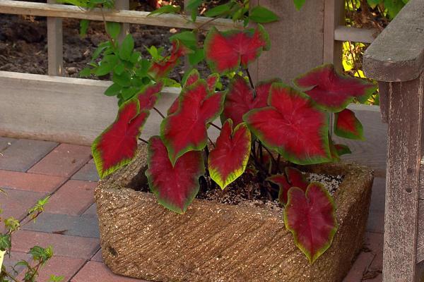 Caladium Plants - Care, Watering and Propagation - Location for the Caladium