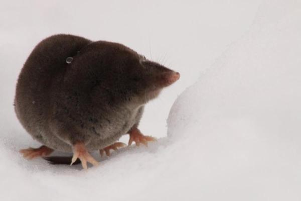 Types of Moles (Animal) - Long-tailed mole (Scaptonyx fusicaudus)