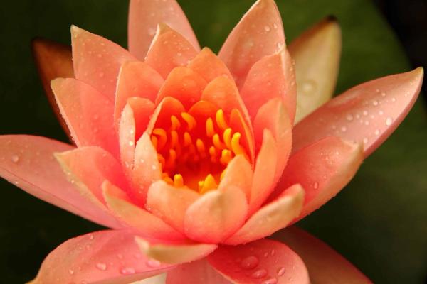 Top 10 Plants with Big Flowers - Lotus