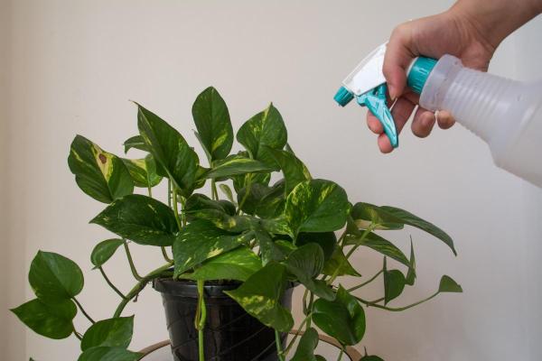 Reviving Yellowing Pothos Leaves - Low humidity