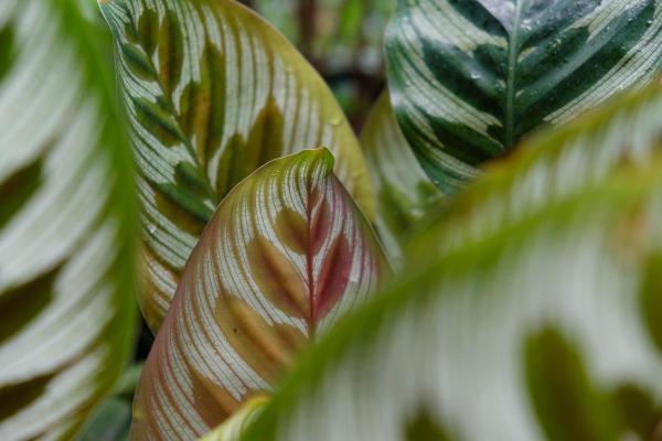 My Calathea Has Yellow Leaves - Low light