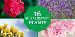 Low Maintenance Plants for Full Sun Gardens