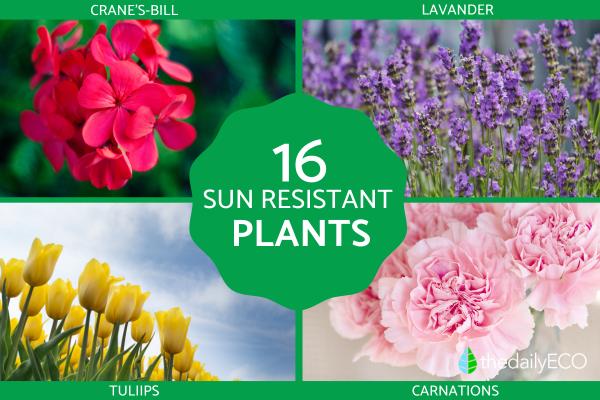 Low Maintenance Plants for Full Sun Gardens