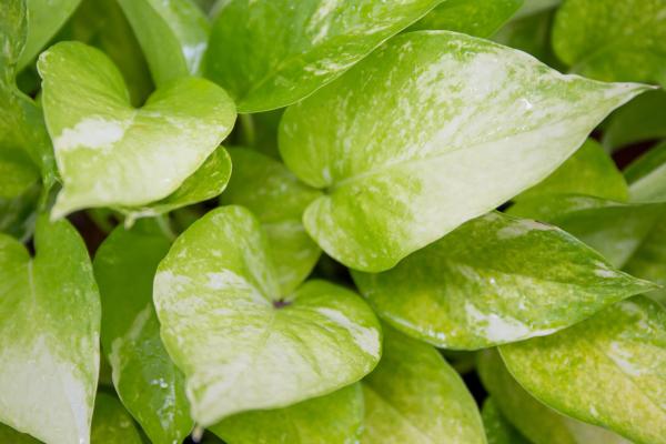 Why Is My Pothos Not Growing Much? - Low temperatures