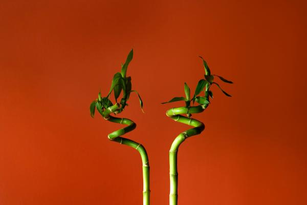Large and Hardy Indoor Plants - Lucky bamboo (Dracaena sanderiana)