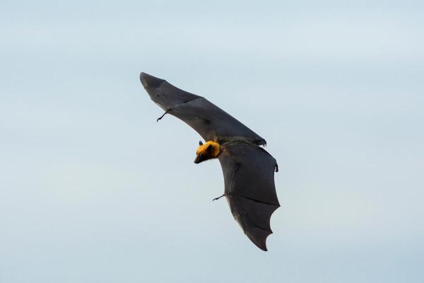 Largest Bats in the World - Lyle's Flying Fox