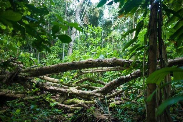 The World's Most Dangerous Places - Madidi National Park (Bolivia)