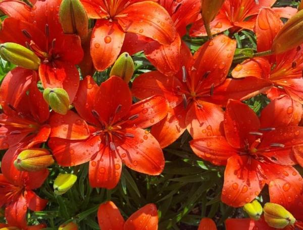 Types of Spring Flower Bulbs - Madonna Lily (Lilium candidum)