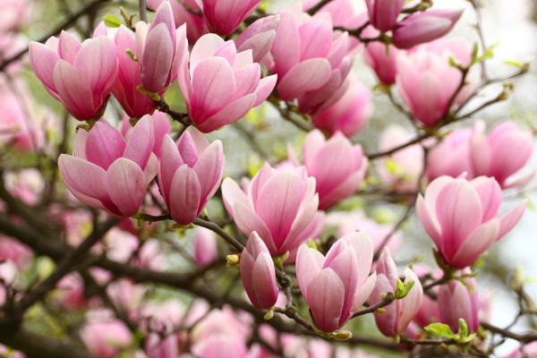 Flowers in Season in March - Magnolias (Magnolia spp.)