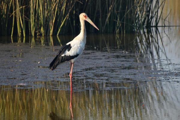 Types of Wading Birds - Maguari stork (Ciconia maguari)