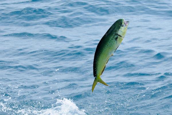 What Is a Pelagic Fish? - Mahi-mahi