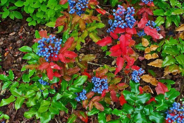 Best Shrubs to Plant in Fall - Mahonia (Mahonia)