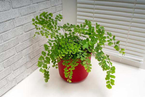 Best Plants for Dark Rooms - Maidenhair fern (Adiantum spp.)