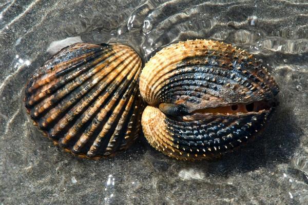 What Is a Bivalve Mollusk? - Main characteristics of bivalves