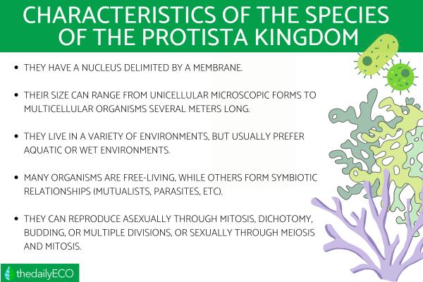 What Is the Protista Kingdom? - Main characteristics of the protists
